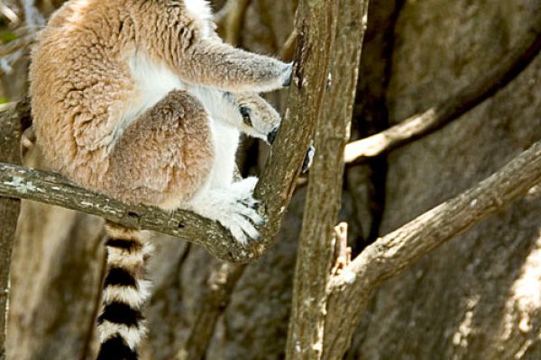 The lemur is Madagascar's most famous type of wildlife