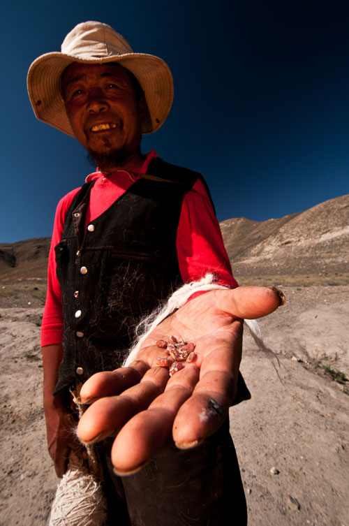 Figure 7. A sheepherder displays a few pieces of andesine he picked up at Lower Yu Lin Gu valley, near Zha Lin village, Tibet. Photo: Richard W. Hughes