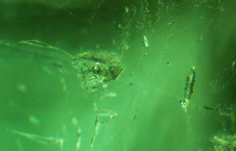 Two-phase negative crystals in a Malysheva emerald. Specimen courtesy of Tsar Emeralds Corp.; photomicrograph © John I. Koivula/microWorld of Gems